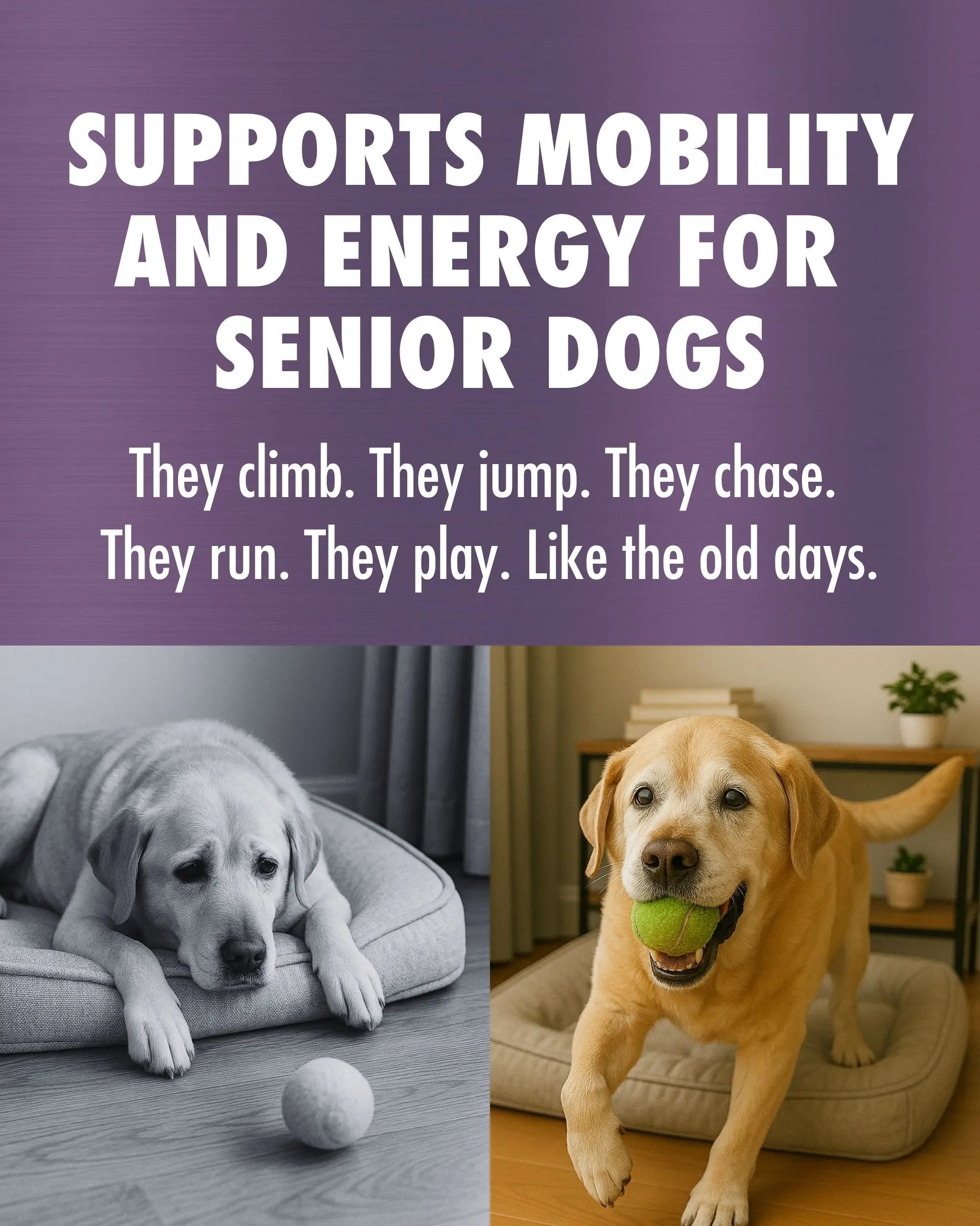 RenuVite® Anti-Aging 4 Dogs Health Direct - Supports Mobility and Energy for Senior Dogs